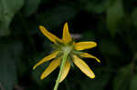 Cutleaf coneflower